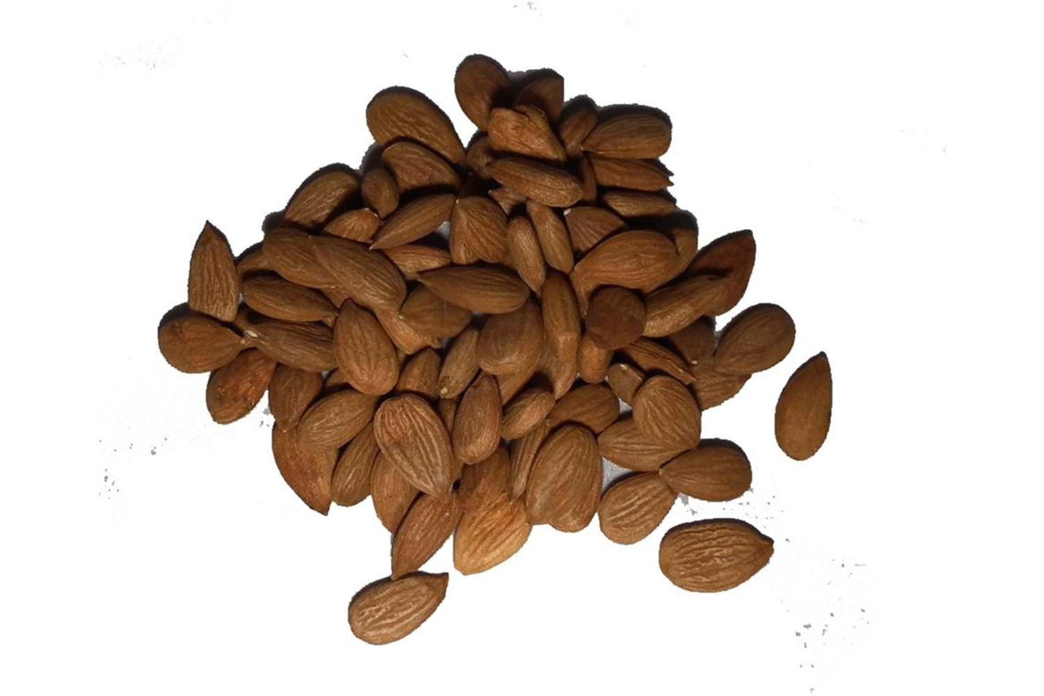 GÜN KURUSU KAYISI ÇEKİRDEĞİ